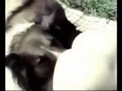 Old school brute fetish video features spread eagle legal age teenager eaten outdoors by her horny dog